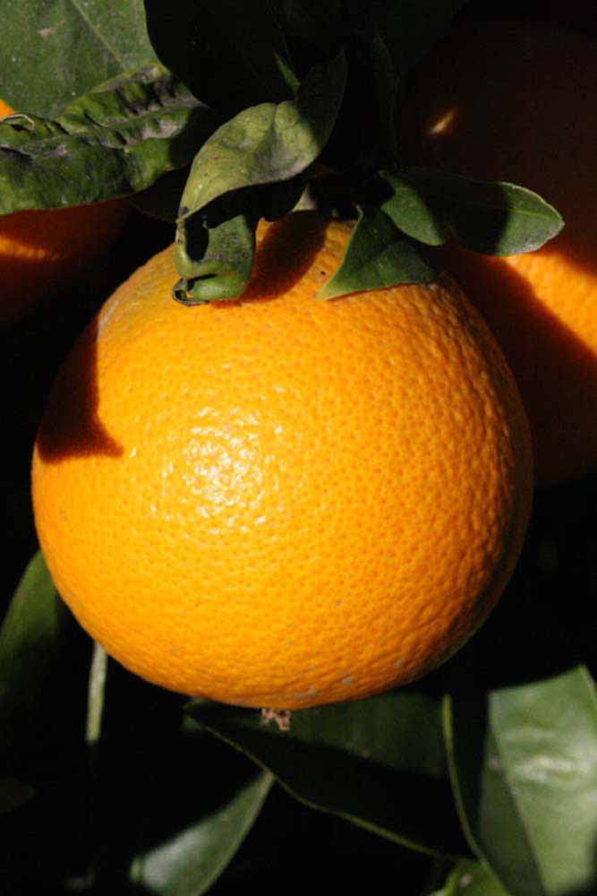            Fruit (Riverside, CA)   